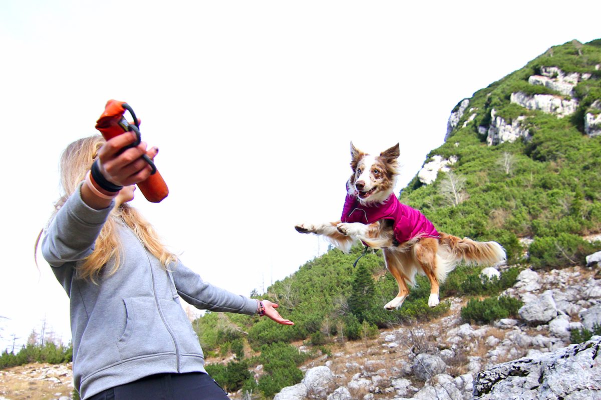 Adventure equipment for dogs by Ruffwear